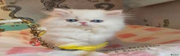 Persian cats for sale: 🎀🎀 GCCF Persian Kitten 🎀🎀 - Advert 2