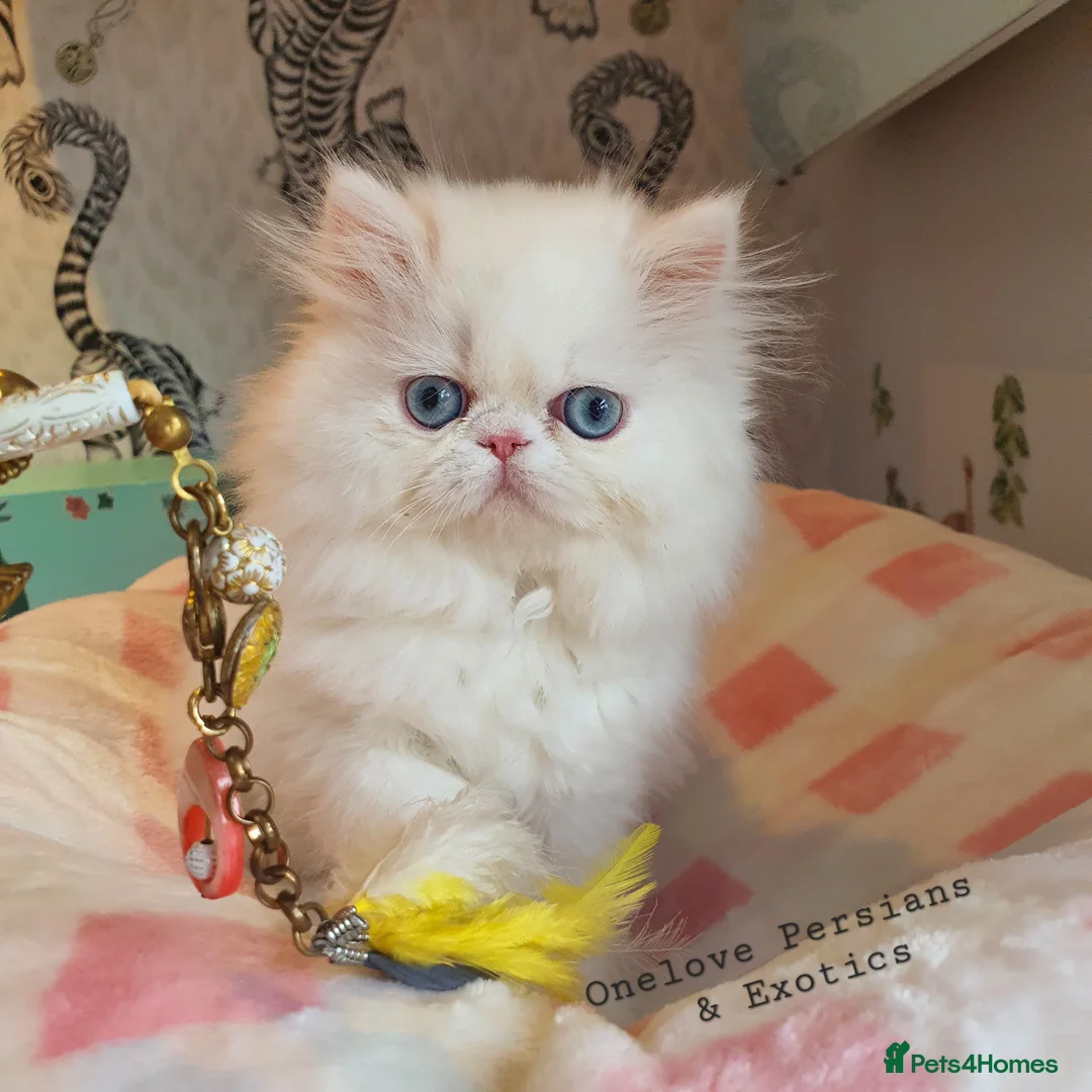 Persian cats for sale: 🎀🎀 GCCF Persian Kitten 🎀🎀 - Advert 2