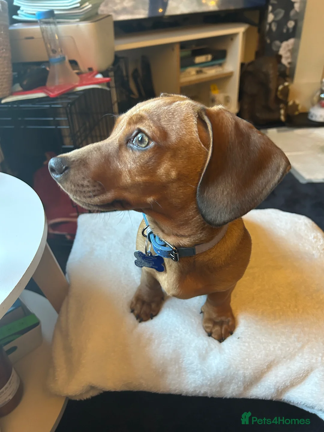 Mixed Breed dogs for sale: Daschund cross - Advert 2