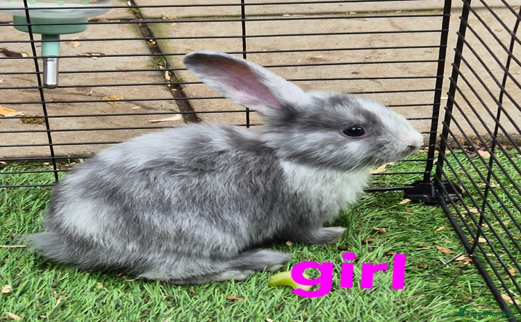 Mixed Breed rabbits - Advert 7