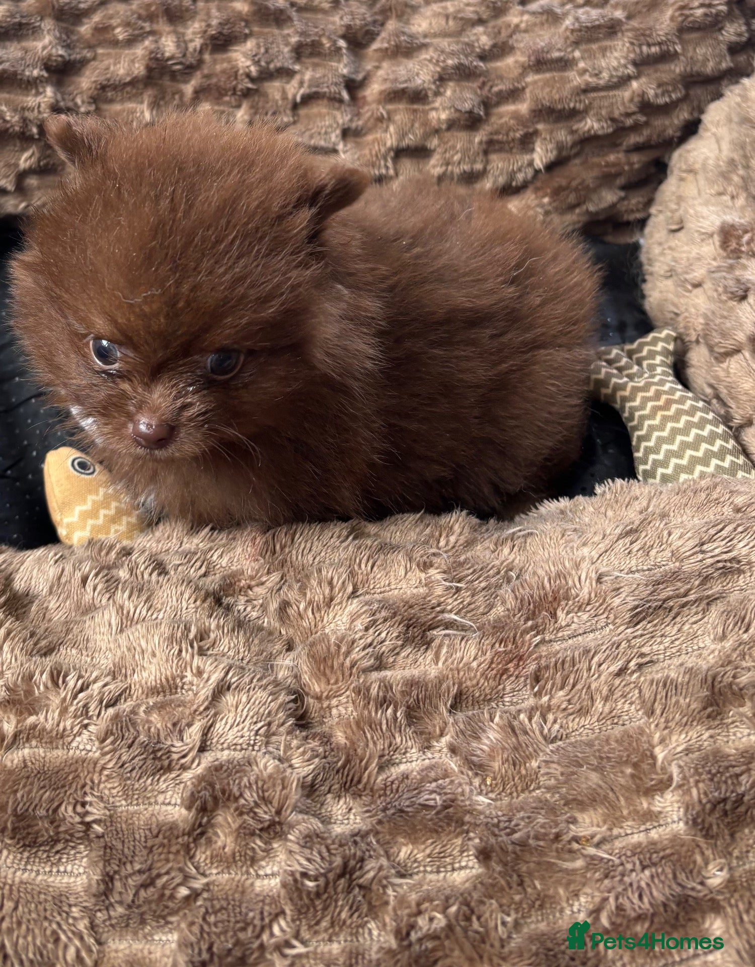 Pomeranian dogs  STUNNING RARE COLOUR  POMERANIAN PUPPIES - Advert 1