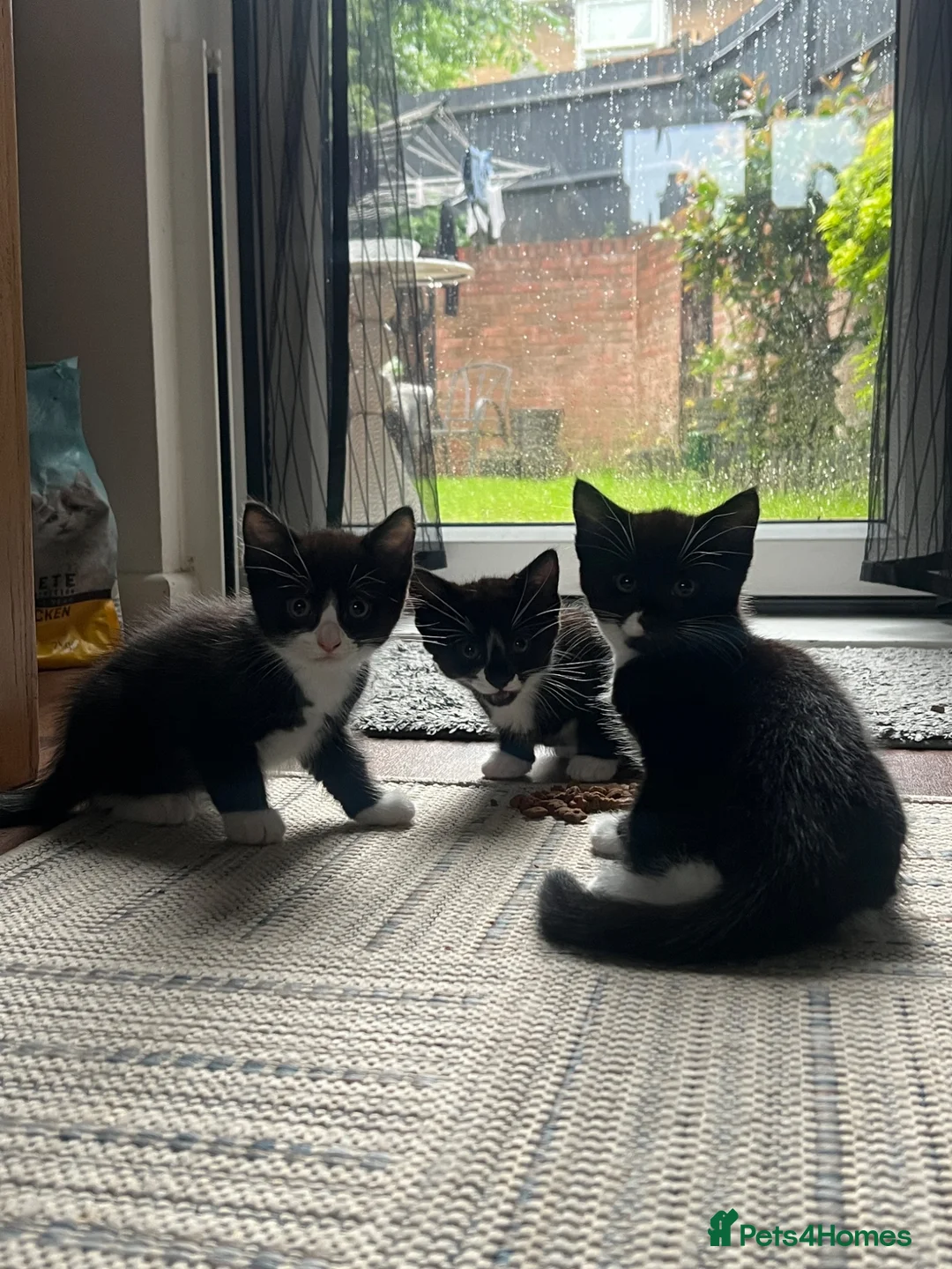 Mixed Breed cats for sale: Adorable Kittens Looking for Loving Homes  in Southampton - Advert 1