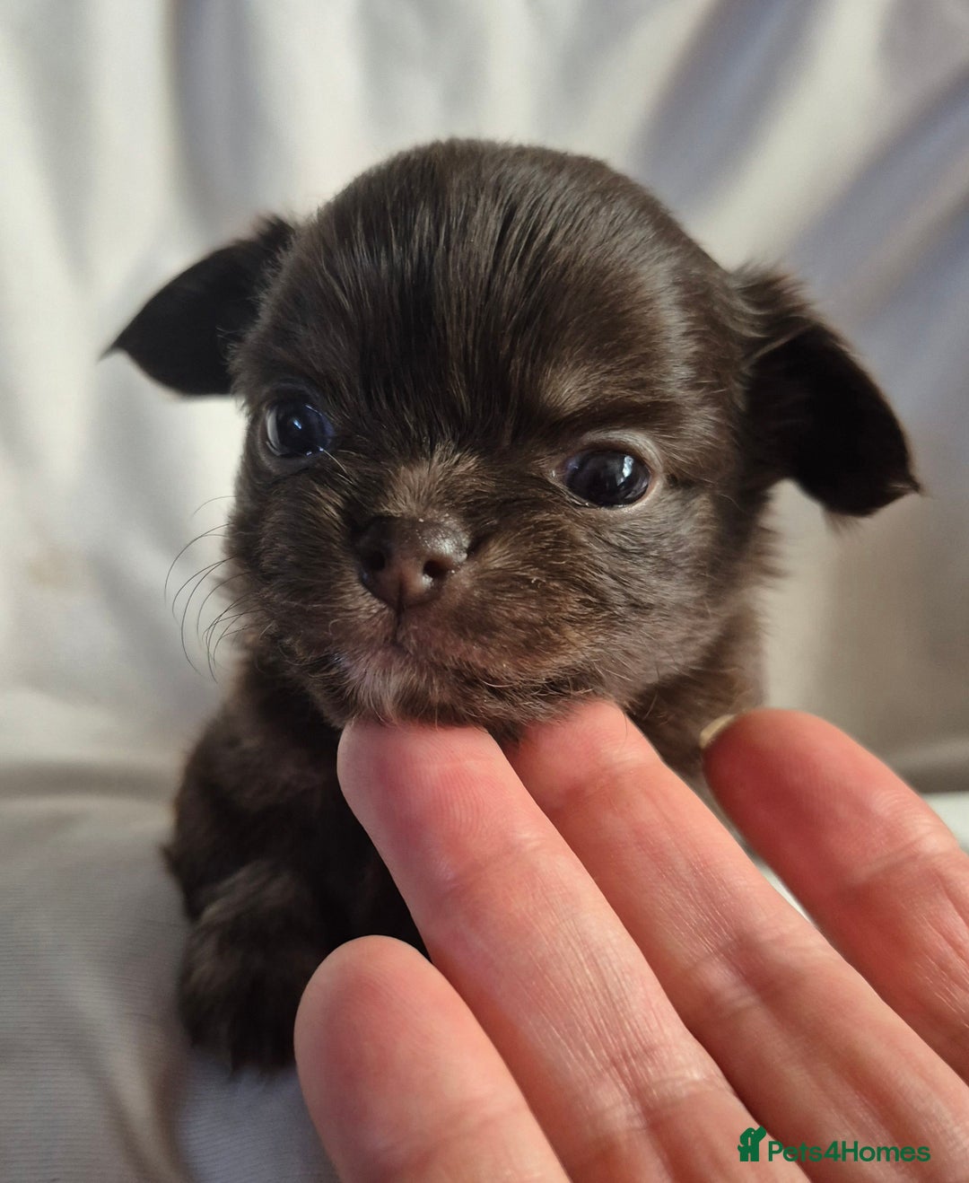 Chihuahua dogs for sale: 4 KC CHIHUAHUA GIRLS  - Image 9