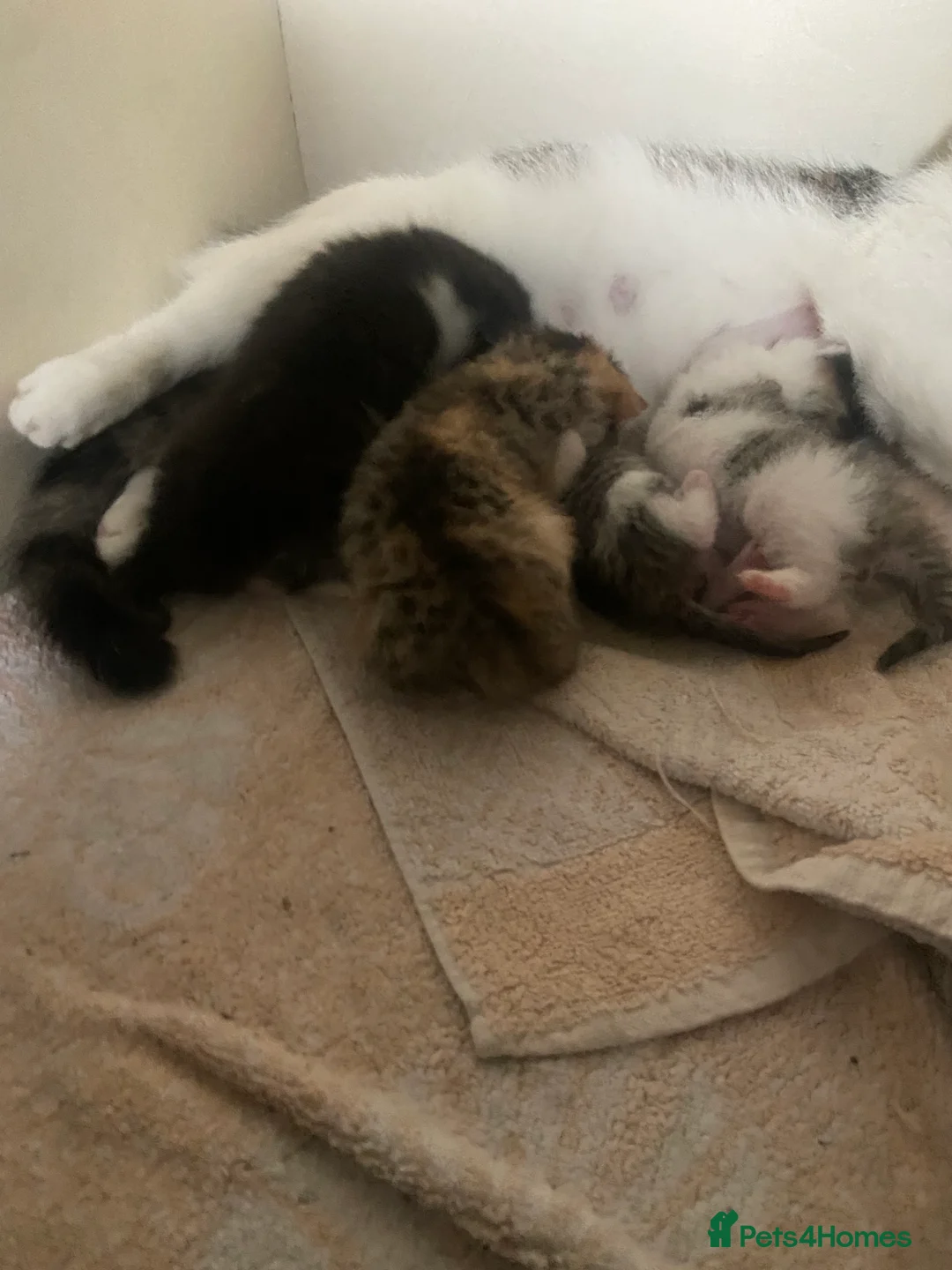 Mixed Breed cats for sale: Stunning kittens ready for their forever homes  in Sheffield - Advert 2