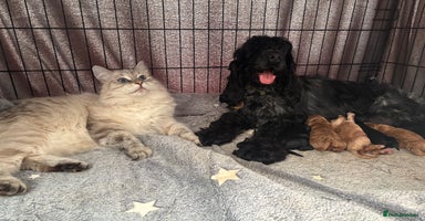 Cockapoo dogs - Advert 13