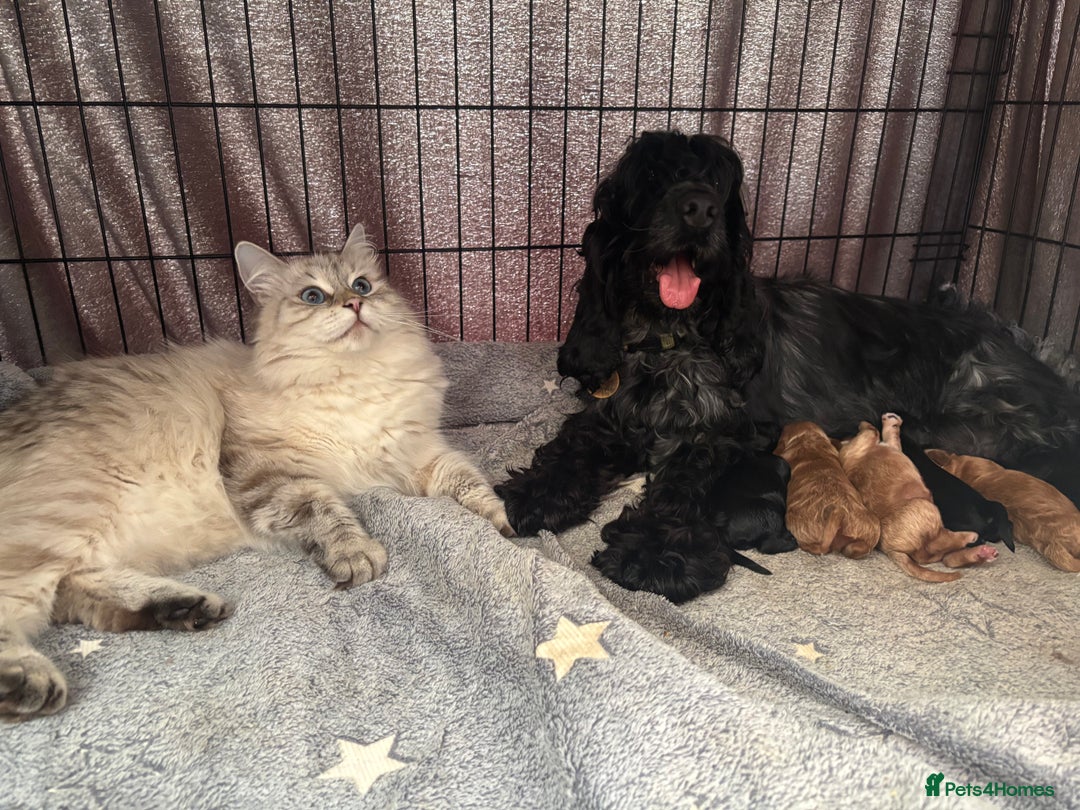 Cockapoo dogs for sale: TOY Cockapoo/ SHOW type F1 / License - Image 13