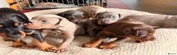 Dobermann dogs for stud: KC reg health tested Stud carries brown and dilute in Stockton-on-Tees - Advert 14