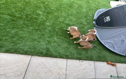 English Bulldog dogs for sale: English bulldog puppies  - Image 11