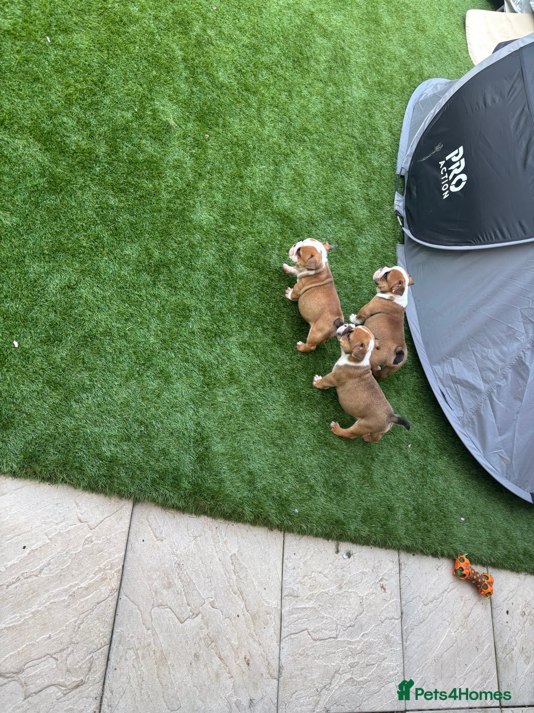 English Bulldog dogs for sale: English bulldog puppies  - Image 11