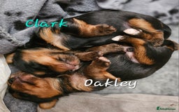 Yorkshire Terrier dogs for sale: miniature toy yorkie pups - Image 23