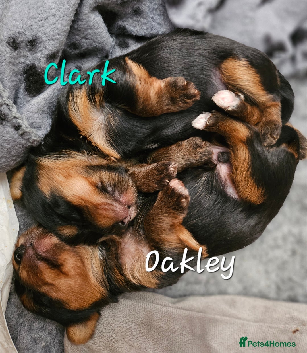 Yorkshire Terrier dogs for sale: miniature toy yorkie pups - Image 23