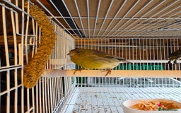 Finches birds for sale: Finches, Canaries and Budgies - Image 6