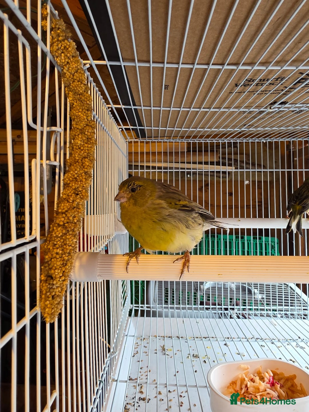 Finches birds for sale: Finches, Canaries and Budgies - Image 6