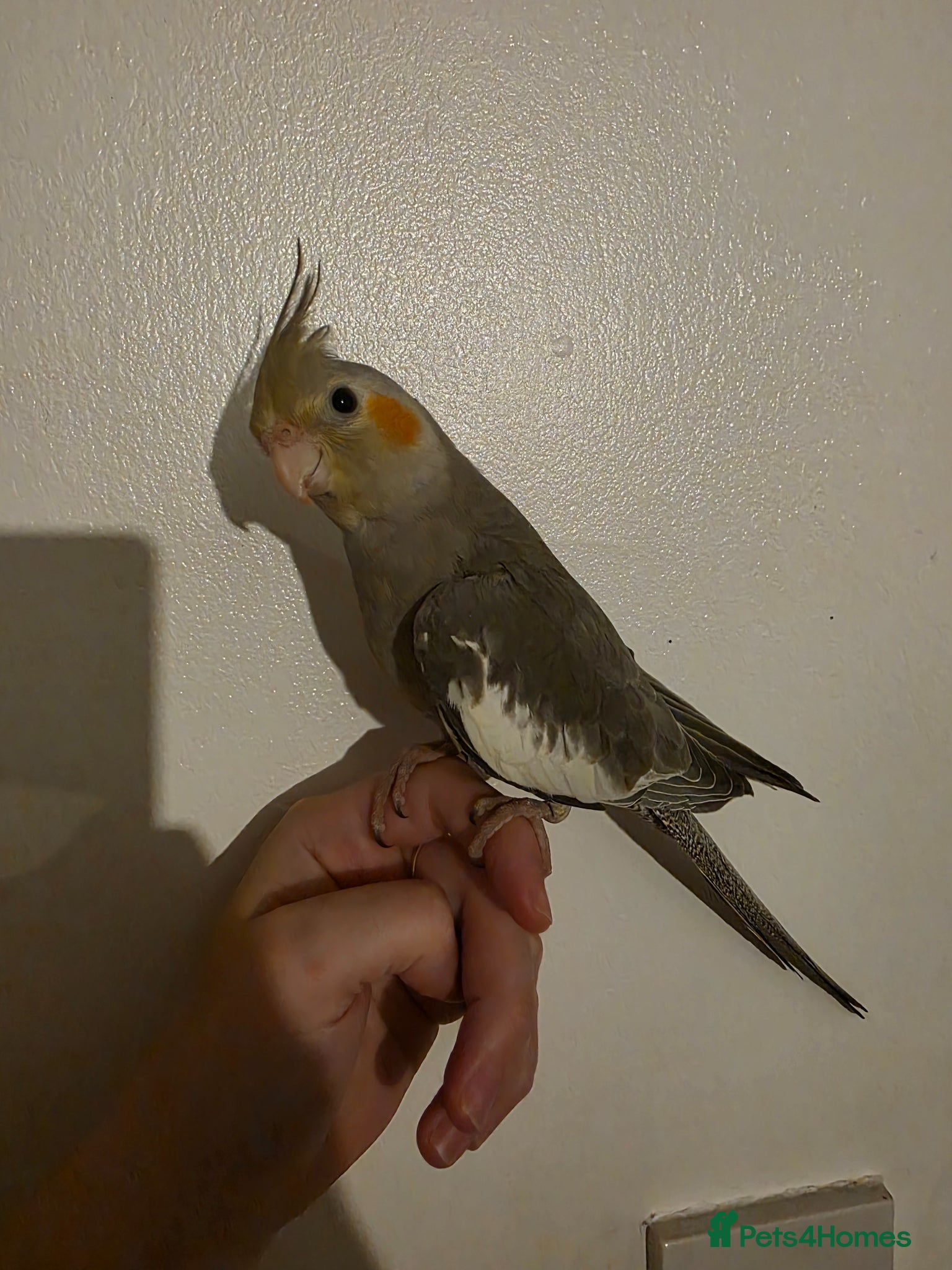 Cockatiels birds 1 Baby cockatiel left - Advert 13