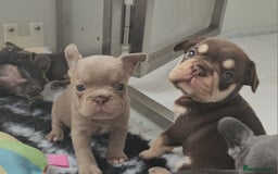 Frug dogs for sale: Beautiful Frug Babies 😍 - Image 22