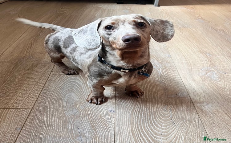 Dachshund dogs - Advert 2