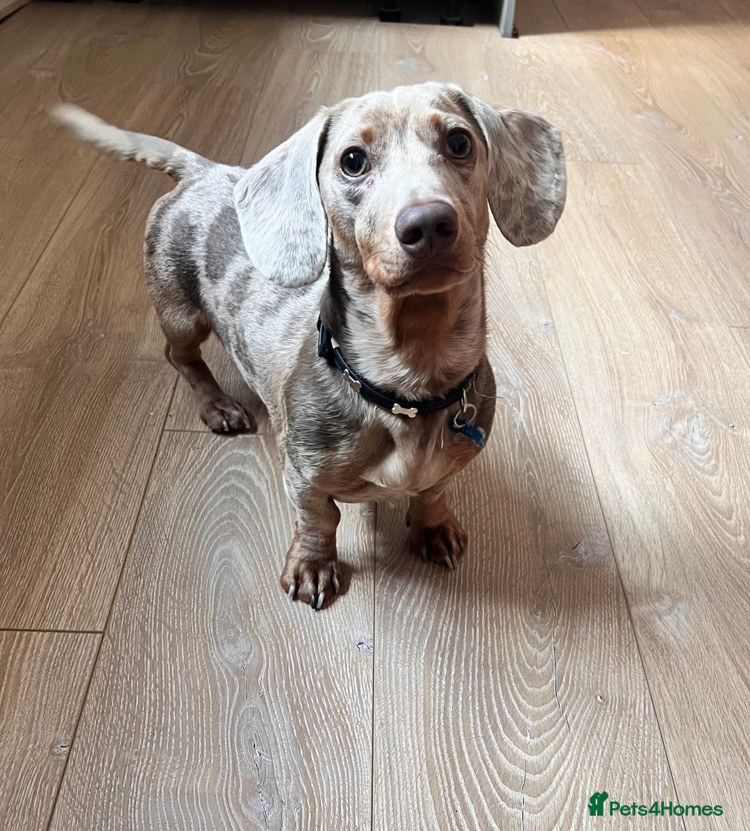 Dachshund dogs for stud: Available for STUD - Image 1