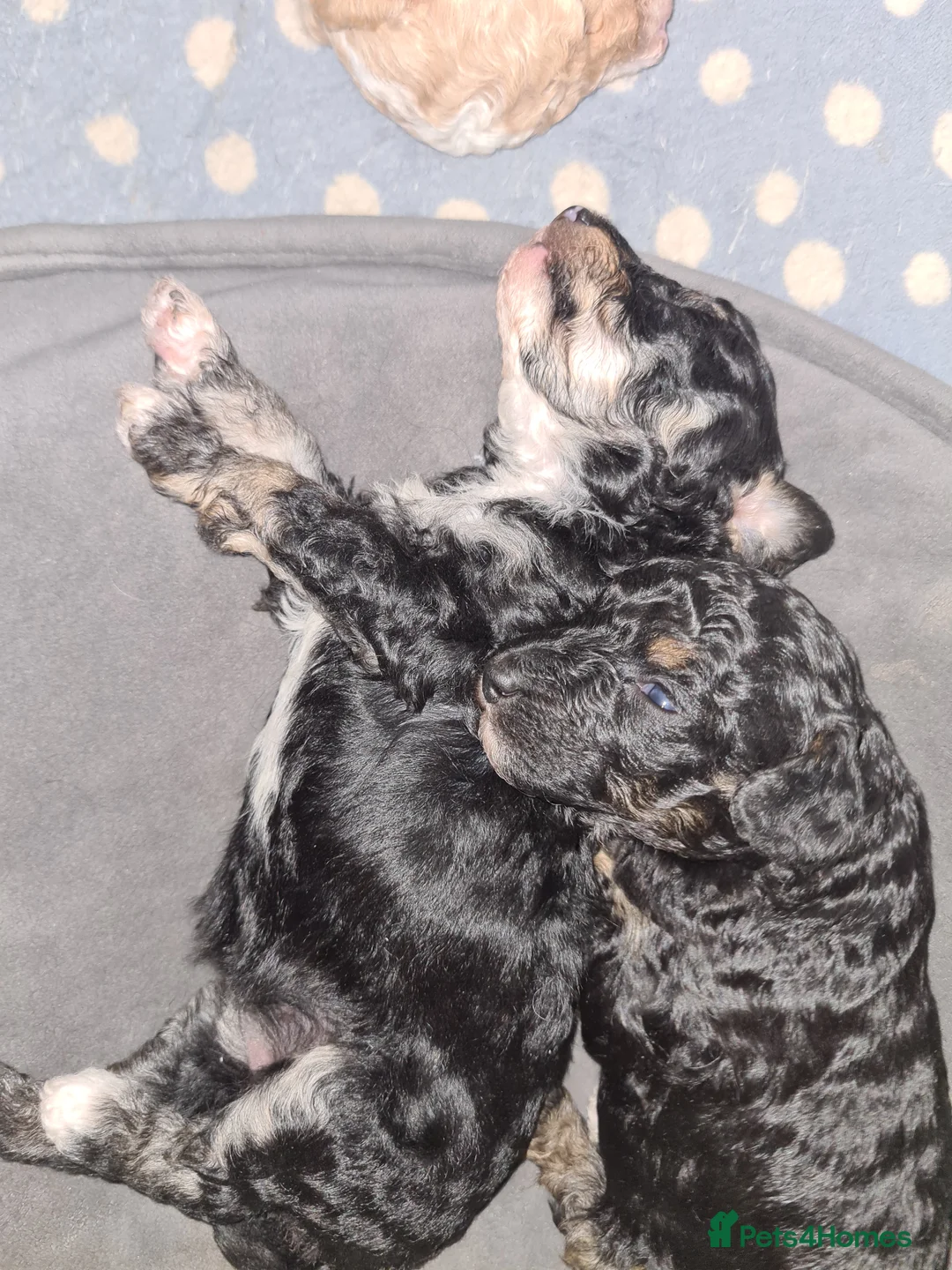 Toy Poodle dogs for stud: Health Tested Tri Toy in Birkenhead - Advert 23