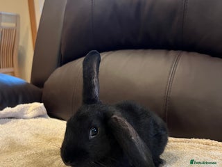 Mixed Breed rabbits 5 bunnies for sale - Advert 1