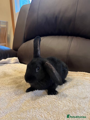 Mixed Breed rabbits 5 bunnies for sale - Advert 1