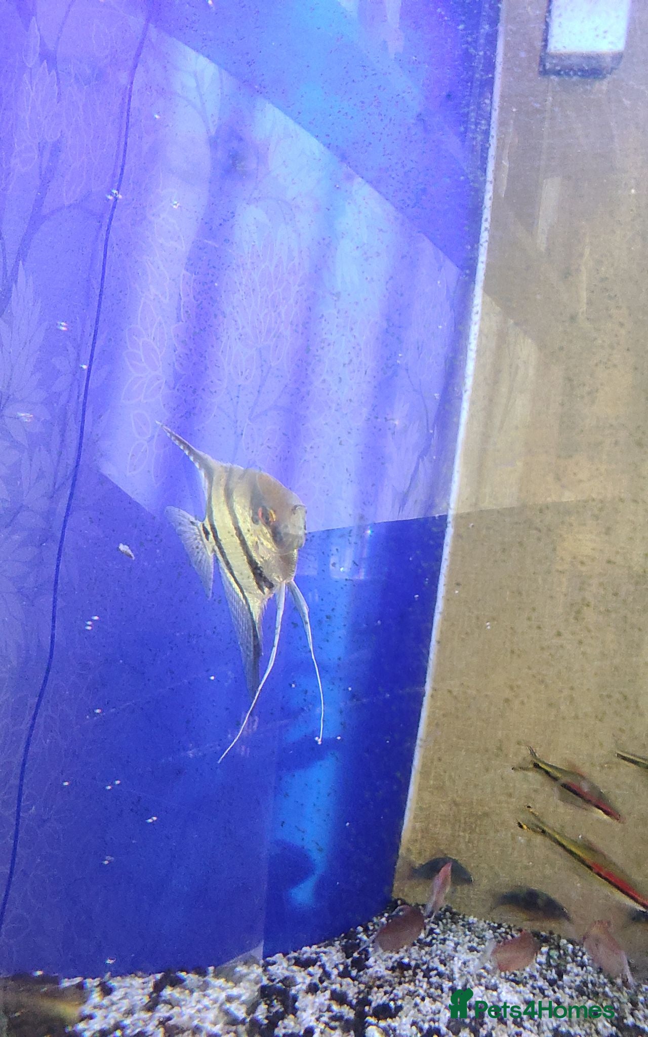 Tetras fish Mixed tropical fish, job lot, closing tank - Advert 15