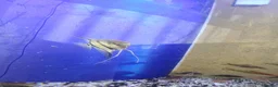 Tetras fish for sale: Mixed tropical fish, job lot, closing tank in Brierley Hill - Advert 1
