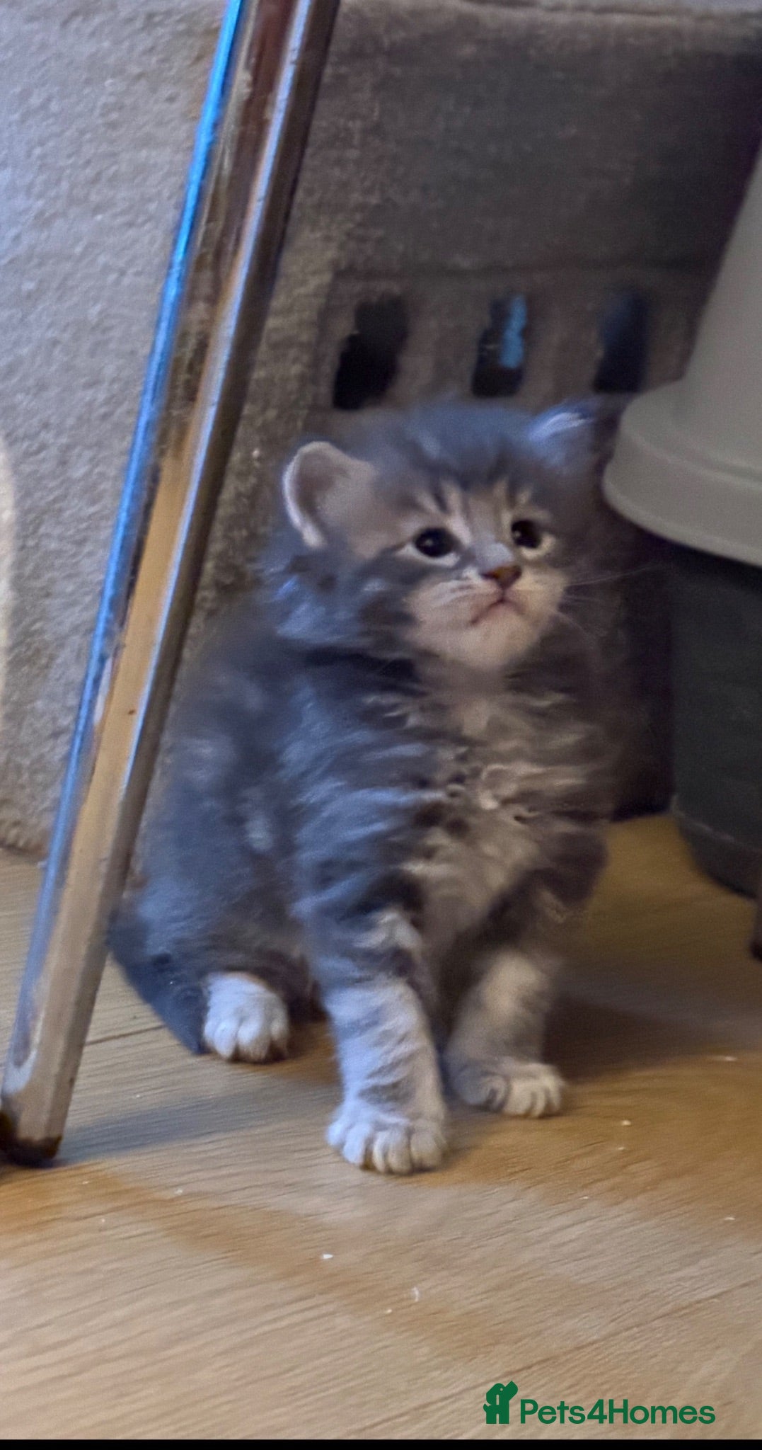 Maine Coon cats Adorable full breed Mainecoon boys ready 28th sep - Advert 12
