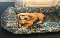 Cocker Spaniel dogs for sale: Working Coker spaniels  in Worcester - Image 17