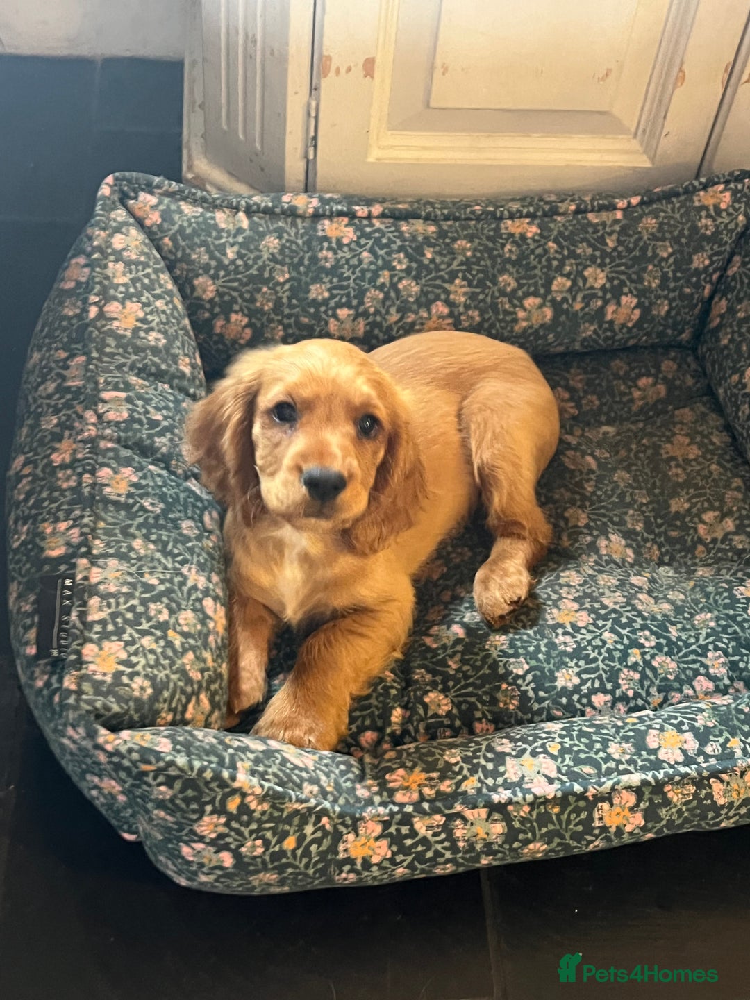 Cocker Spaniel dogs for sale: Working Coker spaniels  in Worcester - Image 17