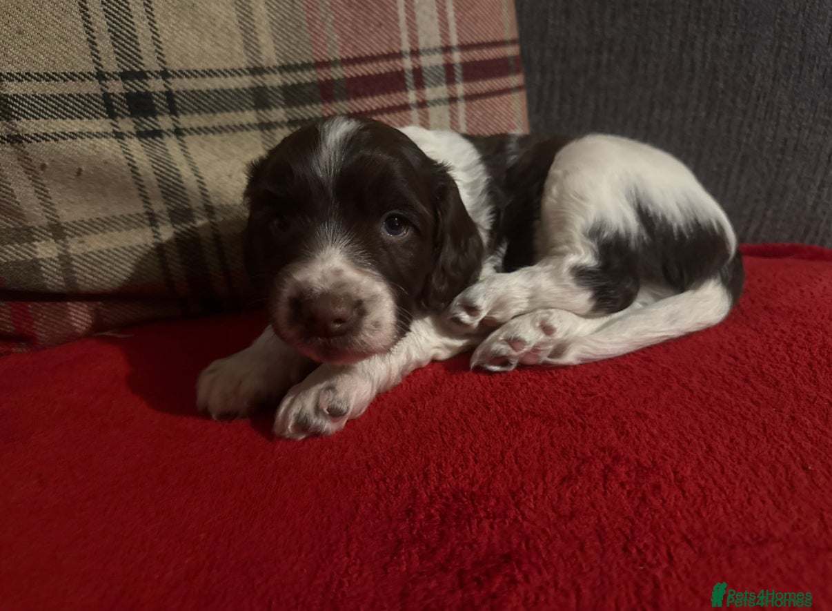 Sprocker dogs Exceptional F1B Sprocker puppy-male  - Advert 2