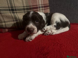 Sprocker dogs Exceptional F1B Sprocker puppy-male - Advert 1