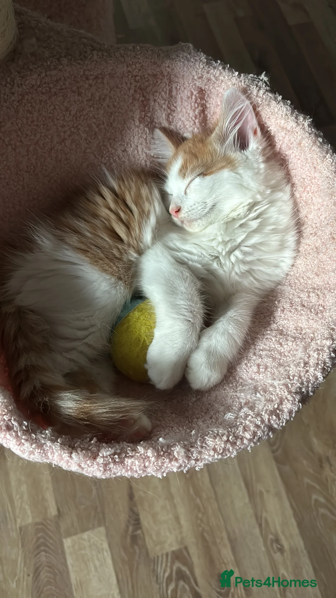 Domestic Shorthair cats for sale: UPDATE 2nd February 1 ginger and white boy left - Advert 33