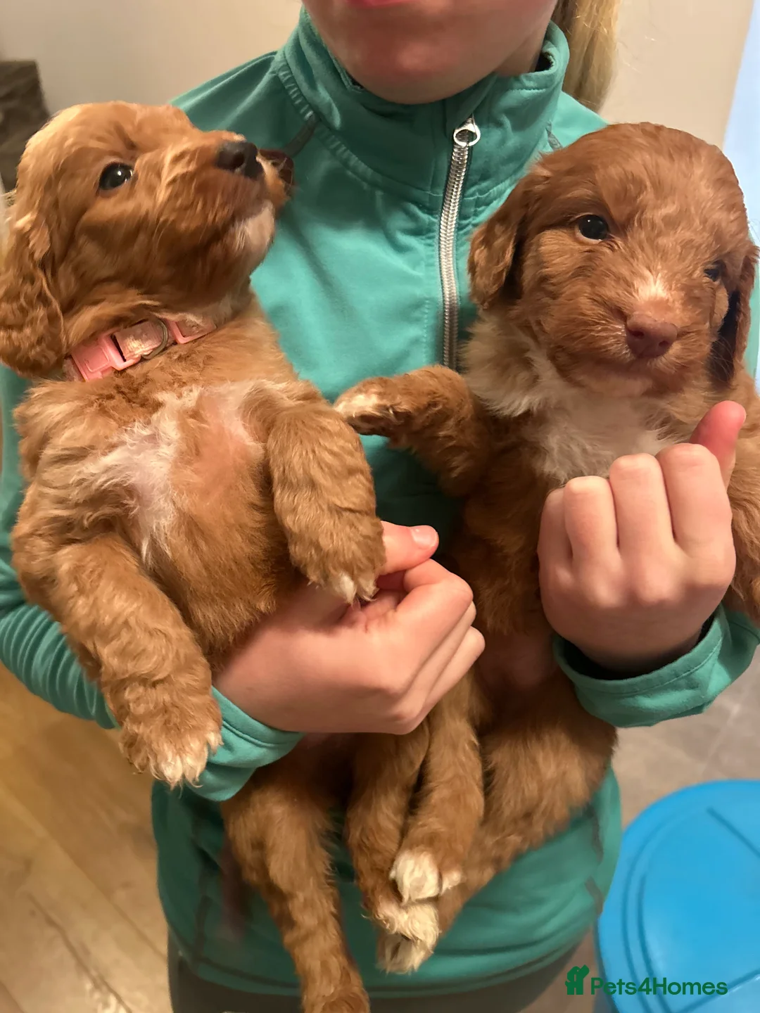 Mixed Breed dogs for sale: Red doodles - Advert 12