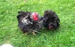 Chickens poultry for sale: Pair of pure pekin bantams - Image 1
