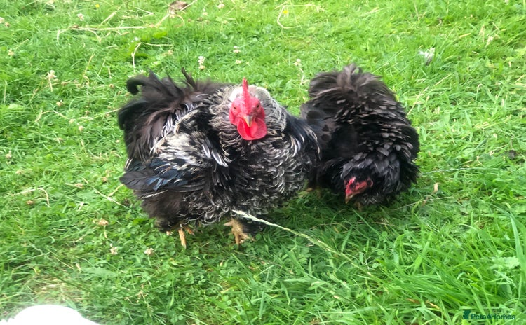 Chickens poultry - Advert 3