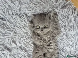 Scottish Fold cats Scottish kittens blue fold and straight boy, girl - Advert 1