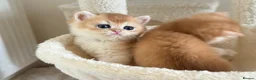 British Shorthair cats for sale: Gorgeous GCCF registered British shorthair Gold. - Advert 11