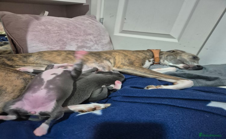 Whippet dogs - Advert 7