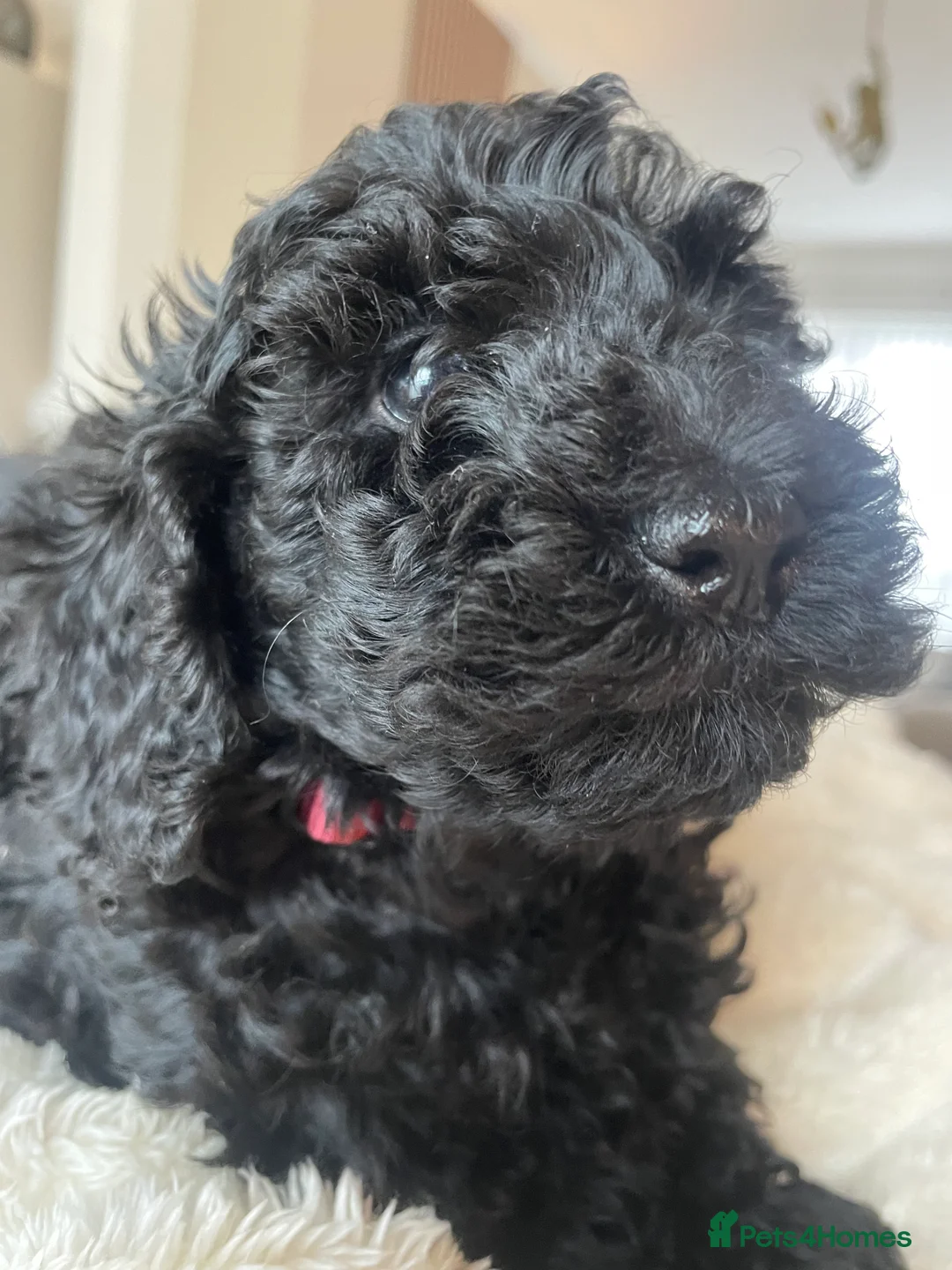 Miniature Poodle dogs for sale: DNA health tested parents Miniature Poodle - Advert 1