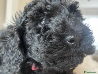 Miniature Poodle dogs DNA health tested parents Miniature Poodle - Advert 3