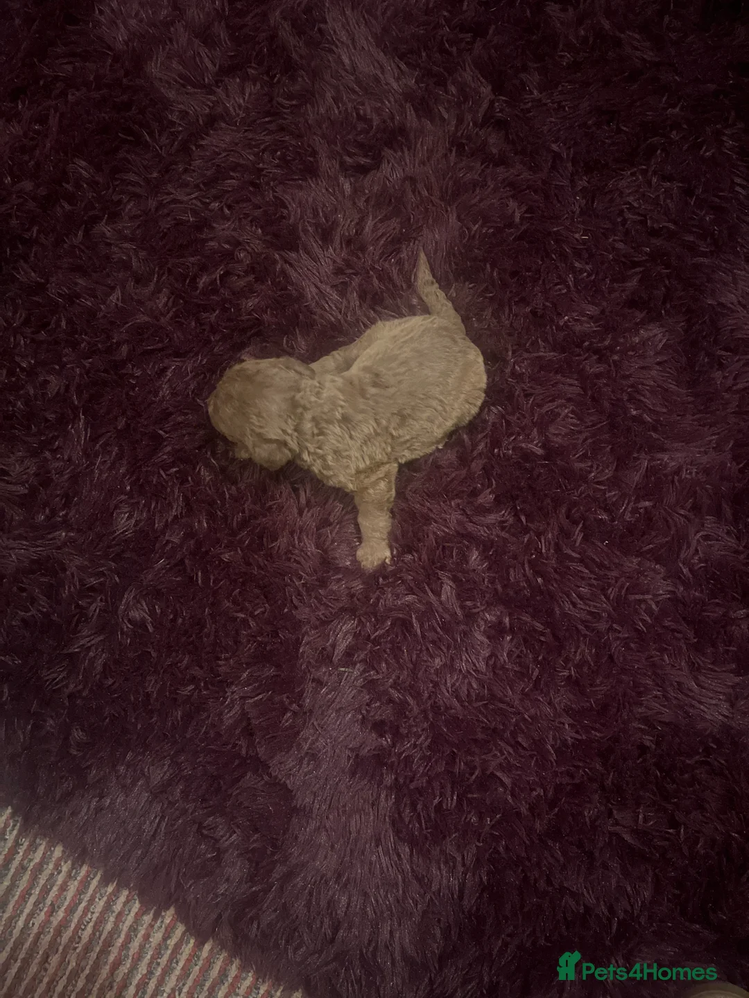 Bedlington Terrier dogs for sale: 4 lovely bedlington puppies  in Chipping Norton - Advert 2