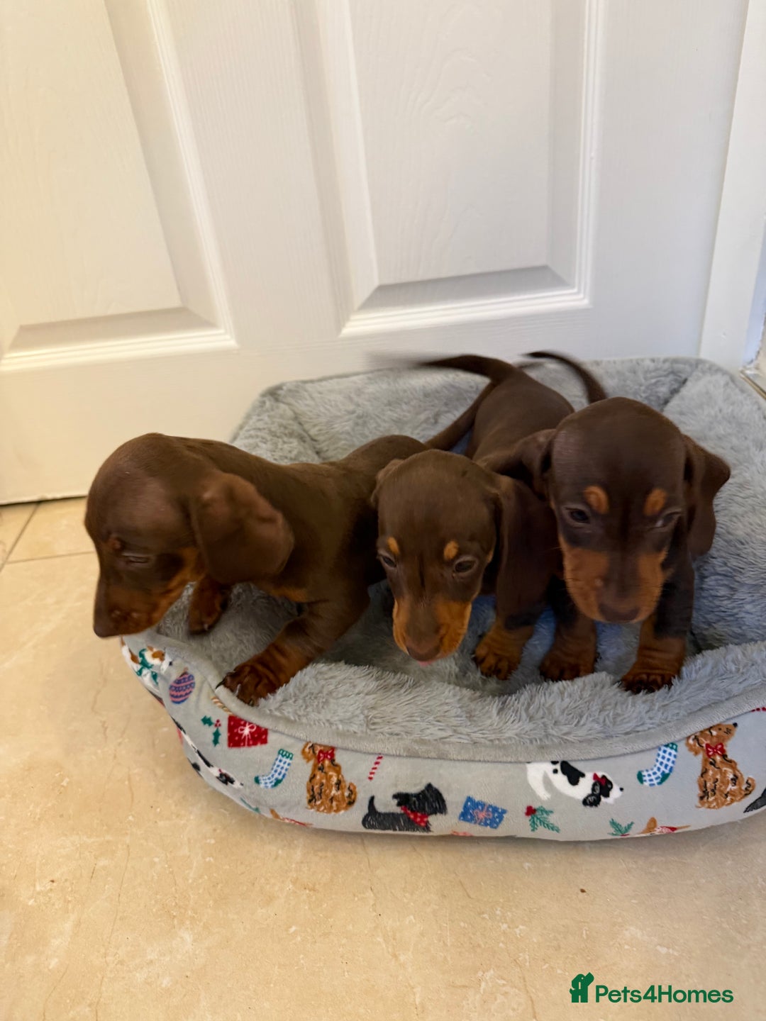 Miniature Dachshund dogs for sale: Miniature chocolate n tan dachshunds - Advert 1
