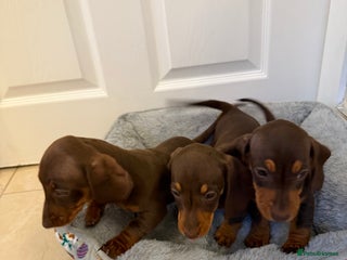Miniature Dachshund dogs Miniature chocolate n tan dachshunds - Advert 1