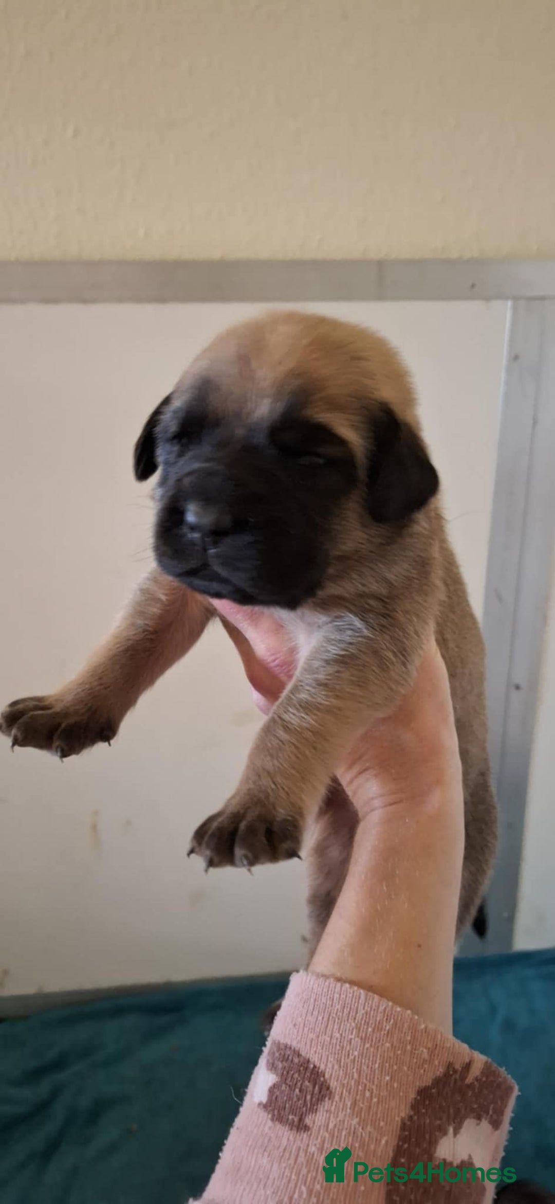 Mastiff dogs for sale: KC English Mastiff puppies - Image 5