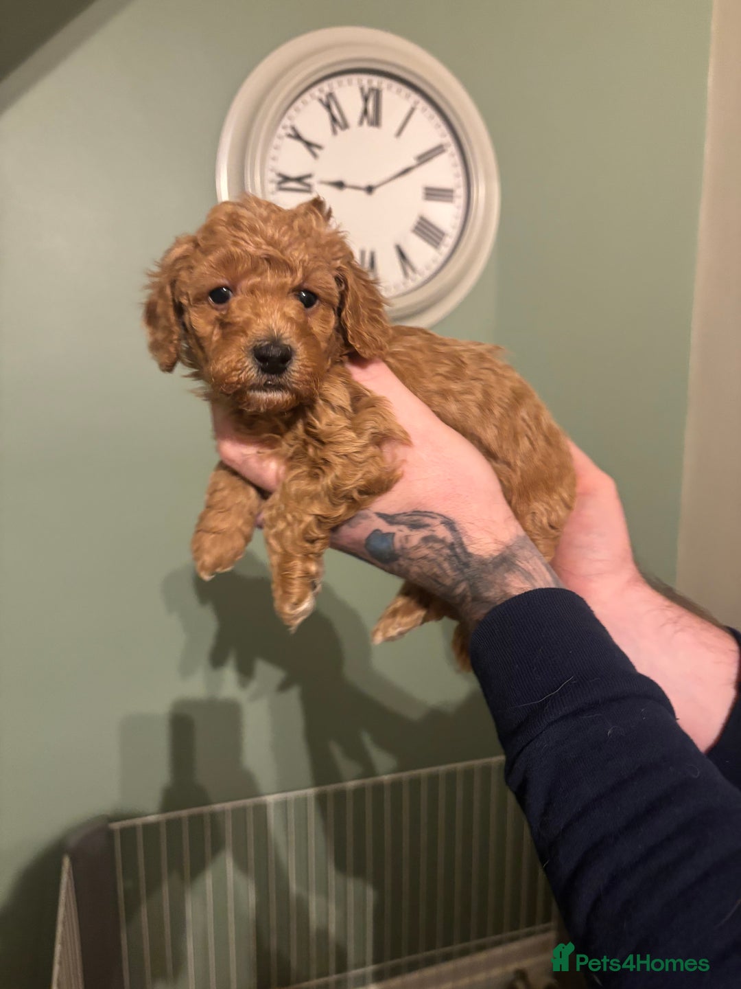 Toy Poodle dogs for sale: Toy poodles for sale - Advert 7