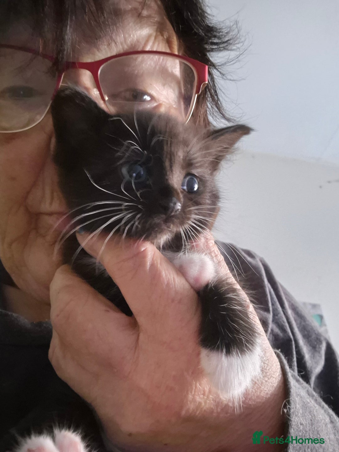 Mixed Breed cats for sale: 1 female kitten out litter of 3  - Image 2