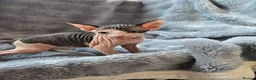 Sphynx cats for sale: Spectacular Sphynx kittens TICA & GCCF  DBE - Advert 13