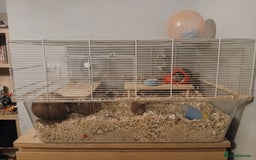 Gerbil rodents for sale: 2x Female gerbils with cage - Image 1