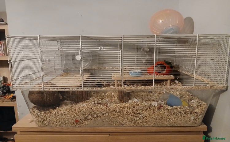 Gerbil rodents - Advert 1