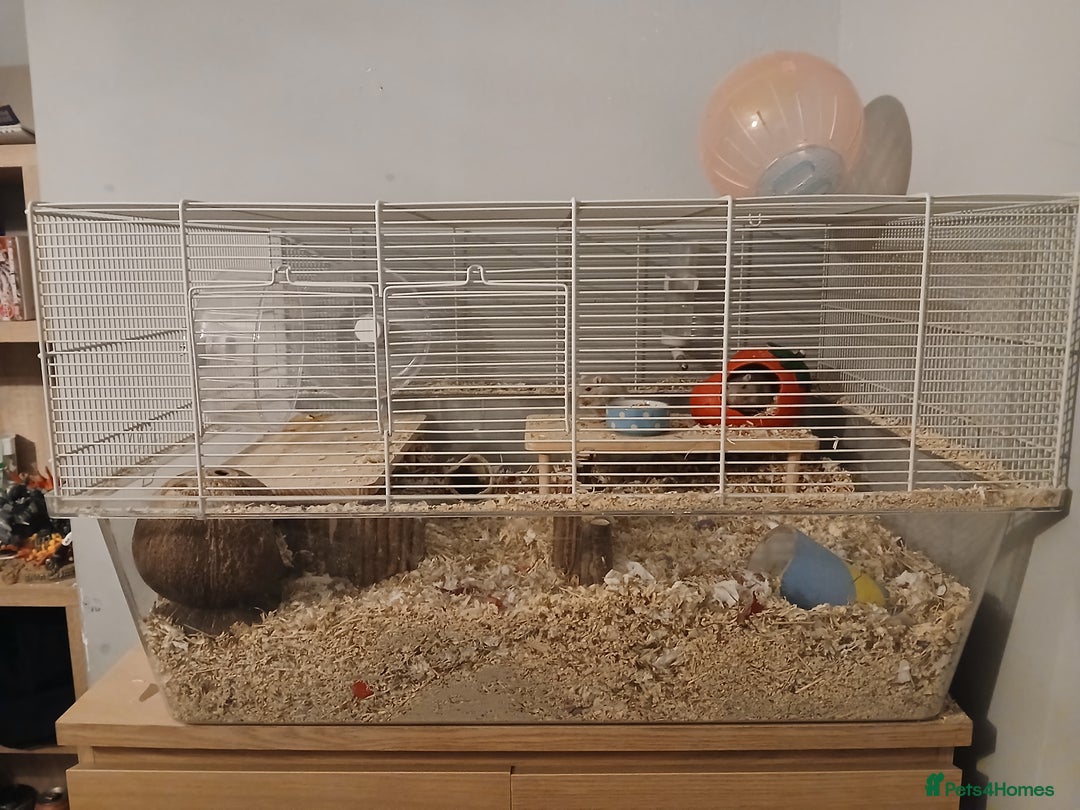Gerbil rodents for sale: 2x Female gerbils with cage - Image 1